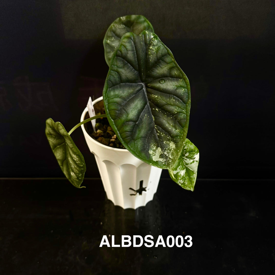 Alocasia Baginda【Dragon Scale】Albo Variegated【白锦龙鳞】[ALBDSA]