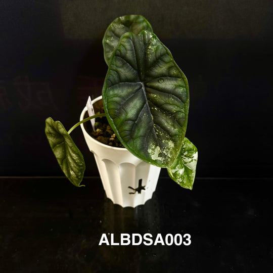 Alocasia Baginda【Dragon Scale】Albo Variegated【白锦龙鳞】[ALBDSA]