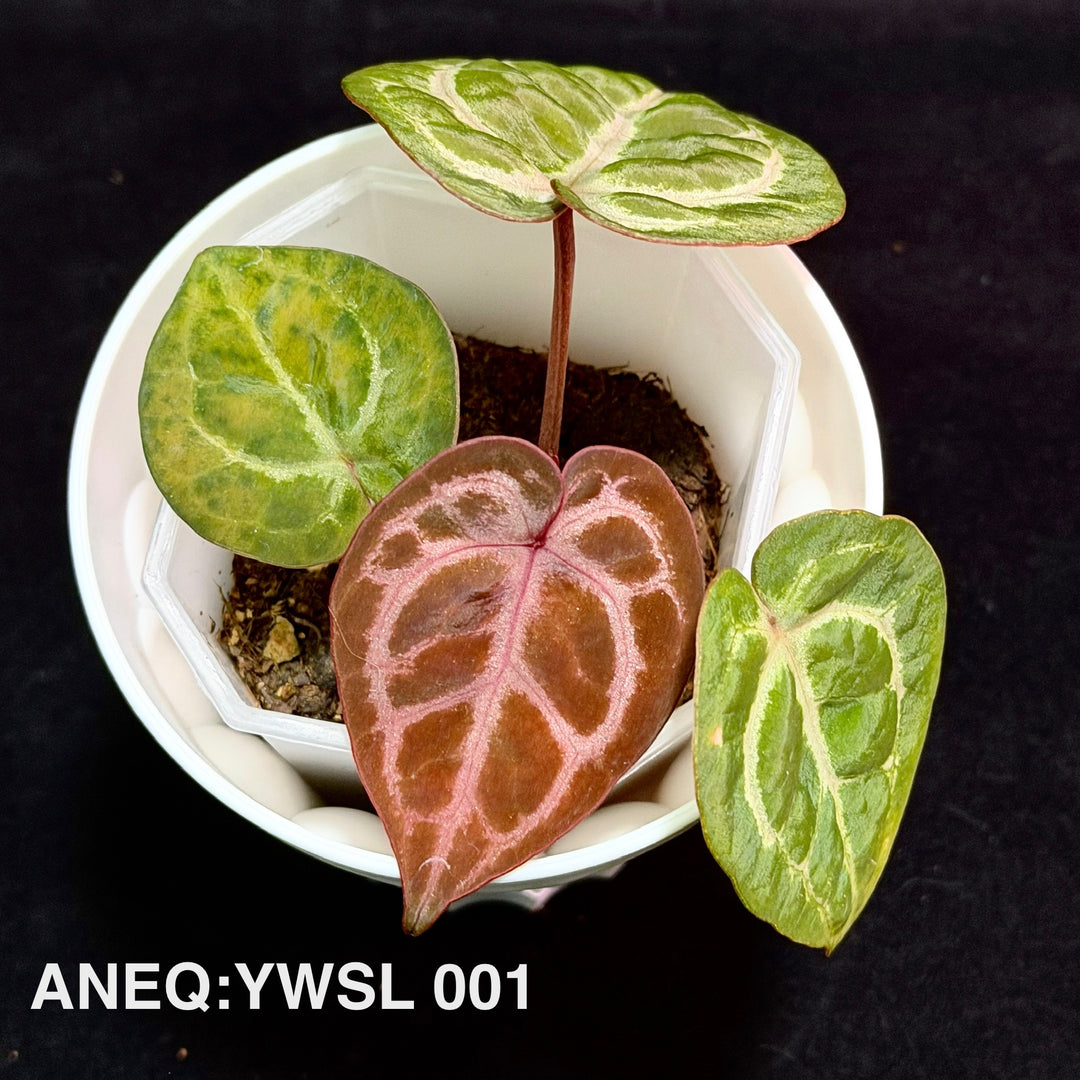 Anthurium 'Silver Mist Forest'【银雾森林】[ANEQ:YWSL]