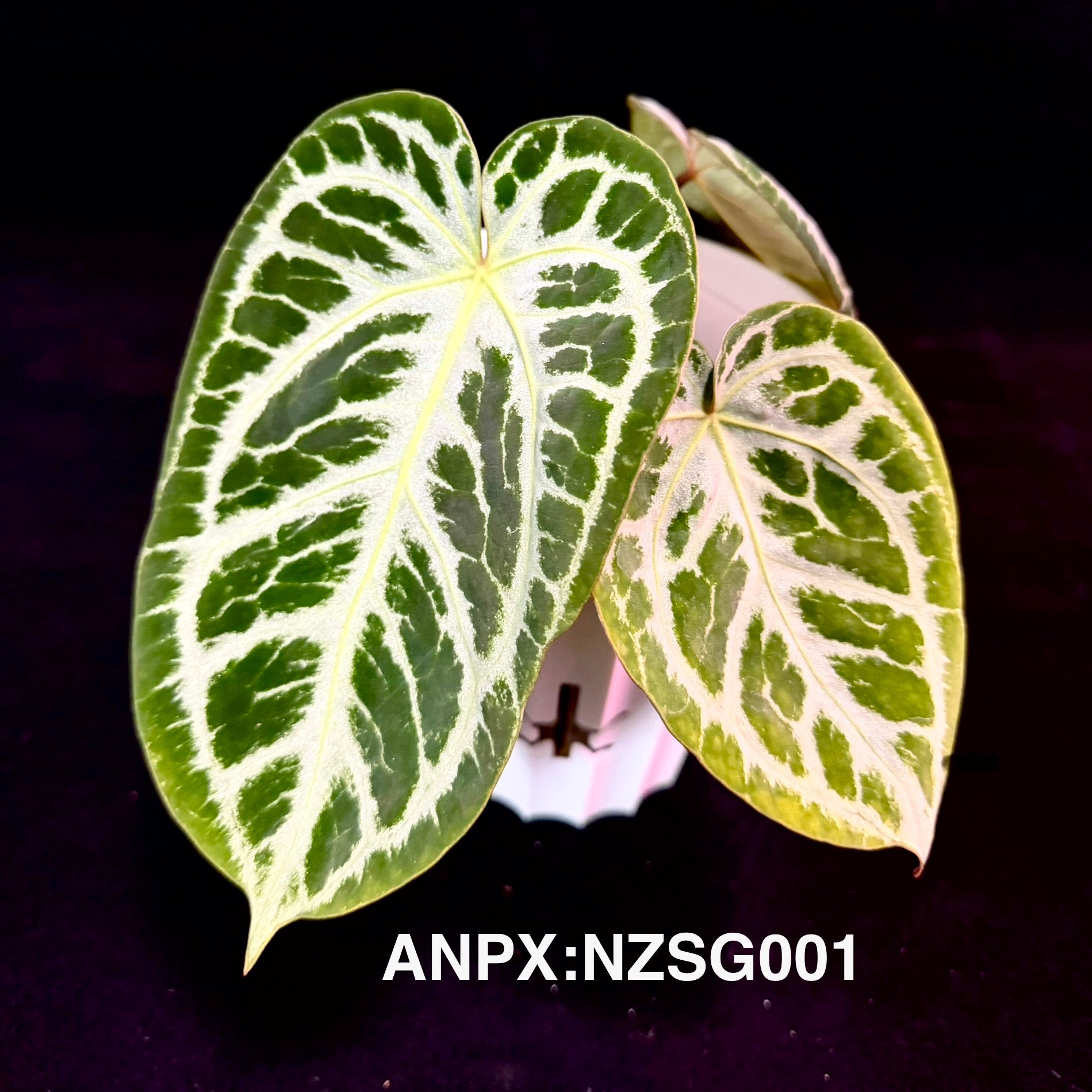 PlantX – MONO Plant House