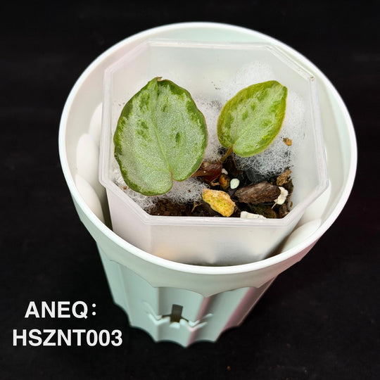 Anthurium 'Silver Blush Dark Form' x'Black Pink'[ANEQ:HSZNT]