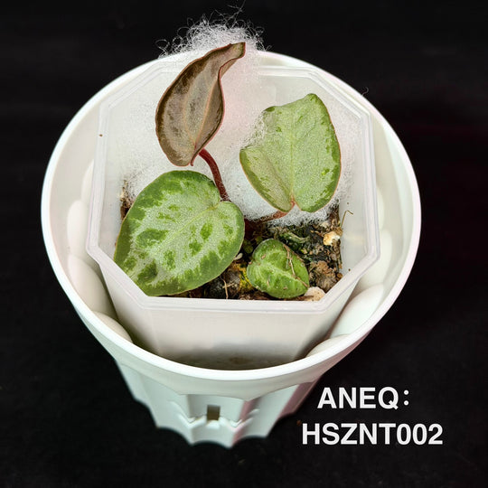 Anthurium 'Silver Blush Dark Form' x'Black Pink'[ANEQ:HSZNT]