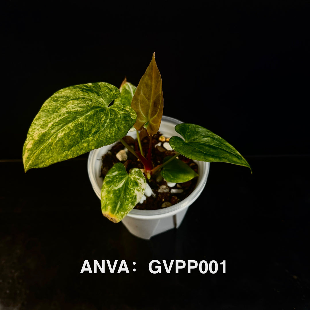 【花烛锦】Anthurium 'Green Velvet' x 'Papi' Variegation[ANVA:GVPP]