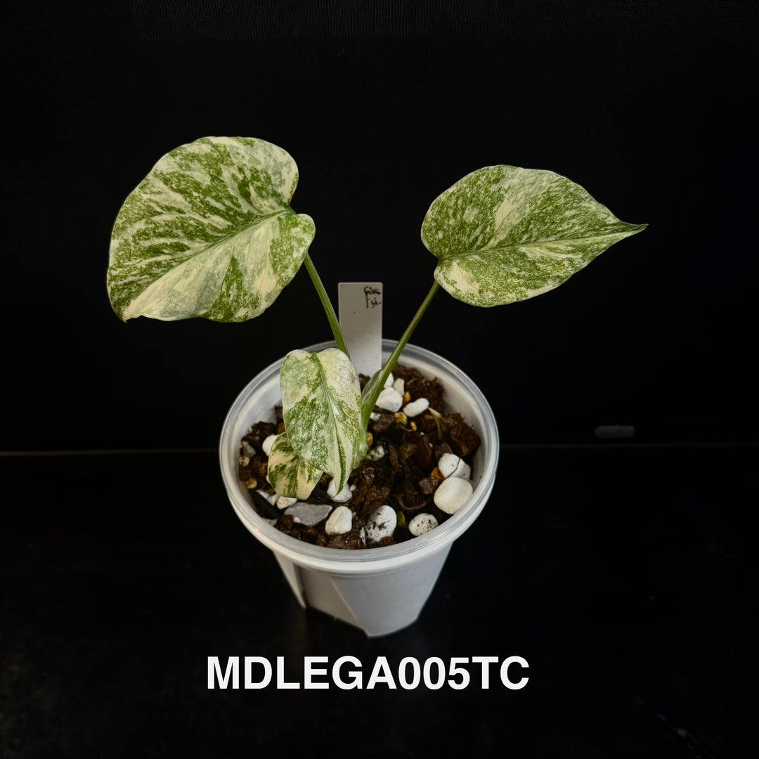 Monstera Deliciosa 【Legacy】【遗迹】[MDLEGA]