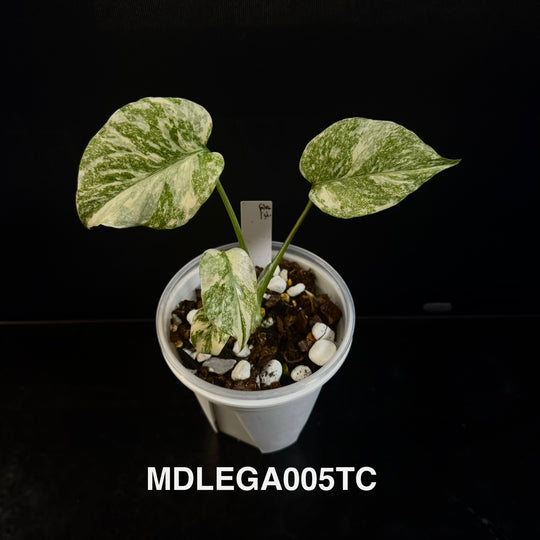 Monstera Deliciosa 【Legacy】【遗迹】[MDLEGA]