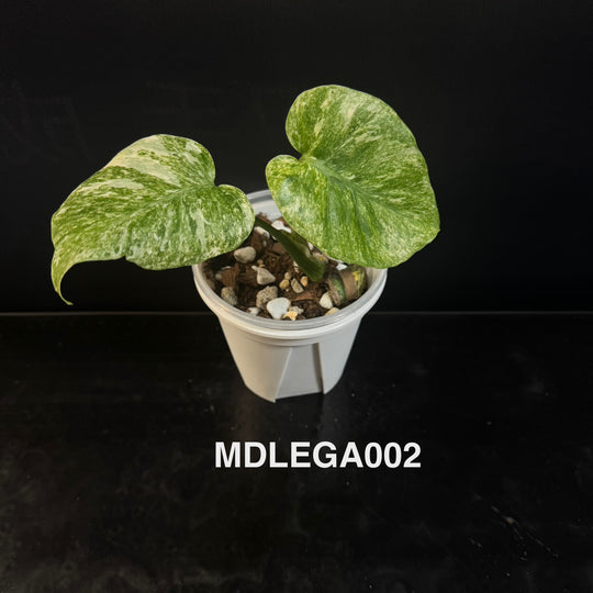 Monstera Deliciosa 【Legacy】【遗迹】[MDLEGA]