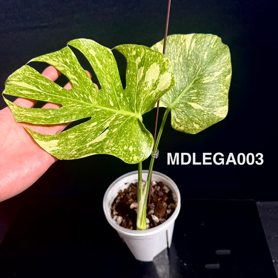 Monstera Deliciosa 【Legacy】【遗迹】[MDLEGA]