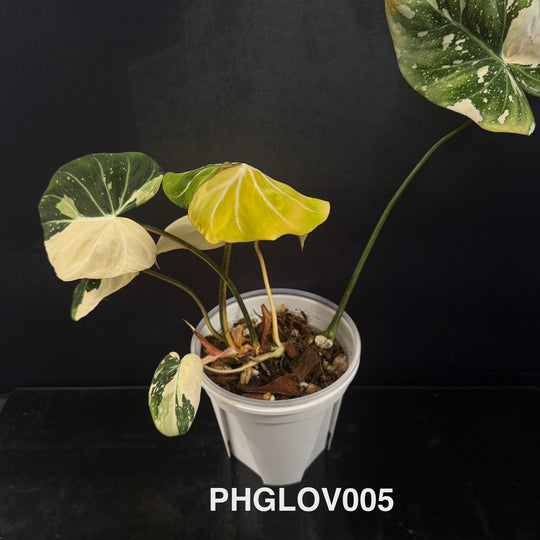 Philodendron Gloriosum Variegated [PHGLOV]