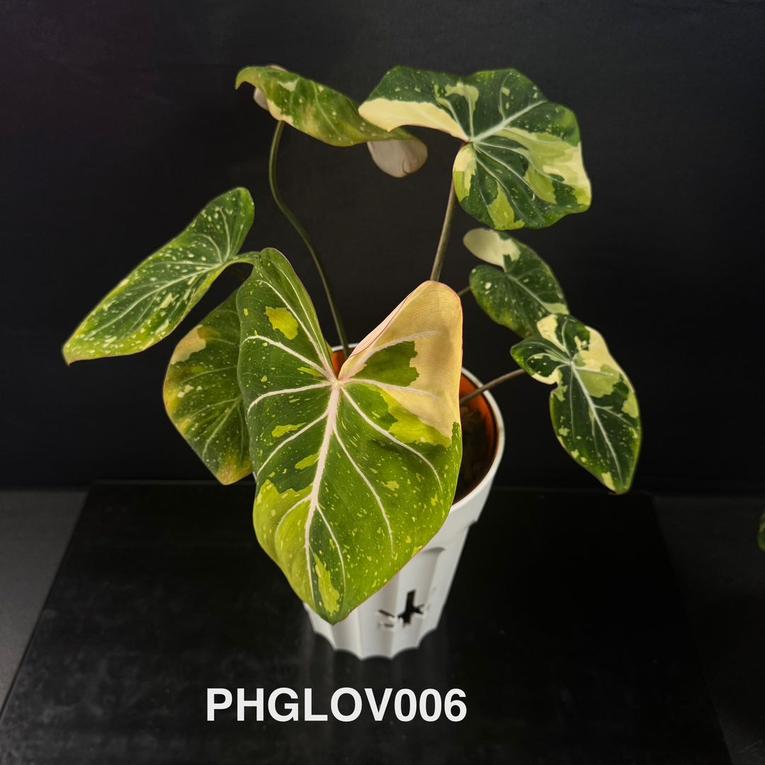 Philodendron Gloriosum Variegated [PHGLOV]