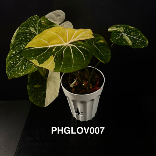 Philodendron Gloriosum Variegated [PHGLOV]