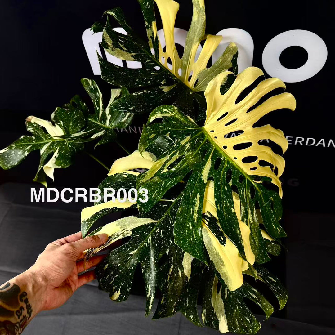 Monstera Deliciosa 【Creme Brulee】【焦糖布丁】[MDCRBR]