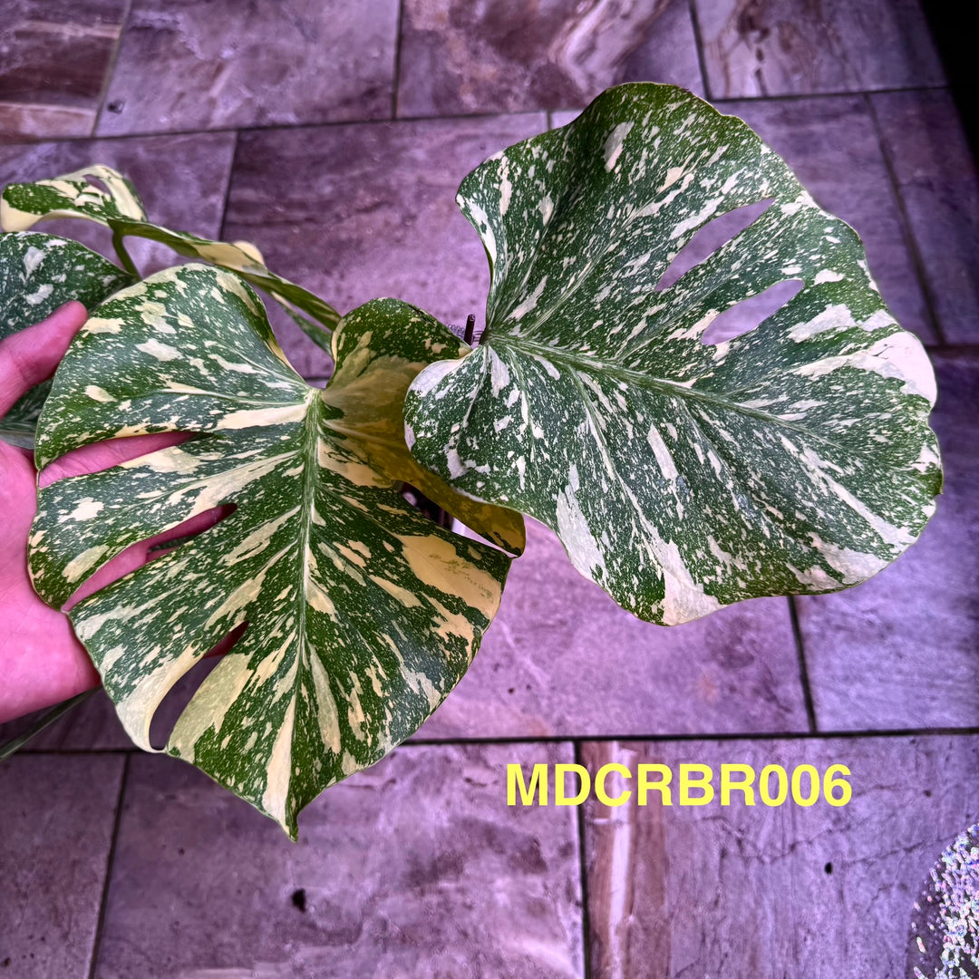Monstera Deliciosa 【Creme Brulee】【焦糖布丁】[MDCRBR]
