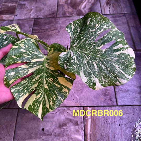 Monstera Deliciosa 【Creme Brulee】【焦糖布丁】[MDCRBR]