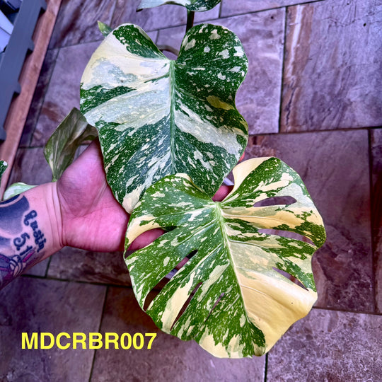Monstera Deliciosa 【Creme Brulee】【焦糖布丁】[MDCRBR]