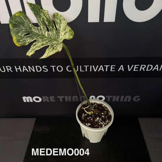 Monstera Deliciosa【Devil Monster】【薄荷芯片】[MDDEMO]