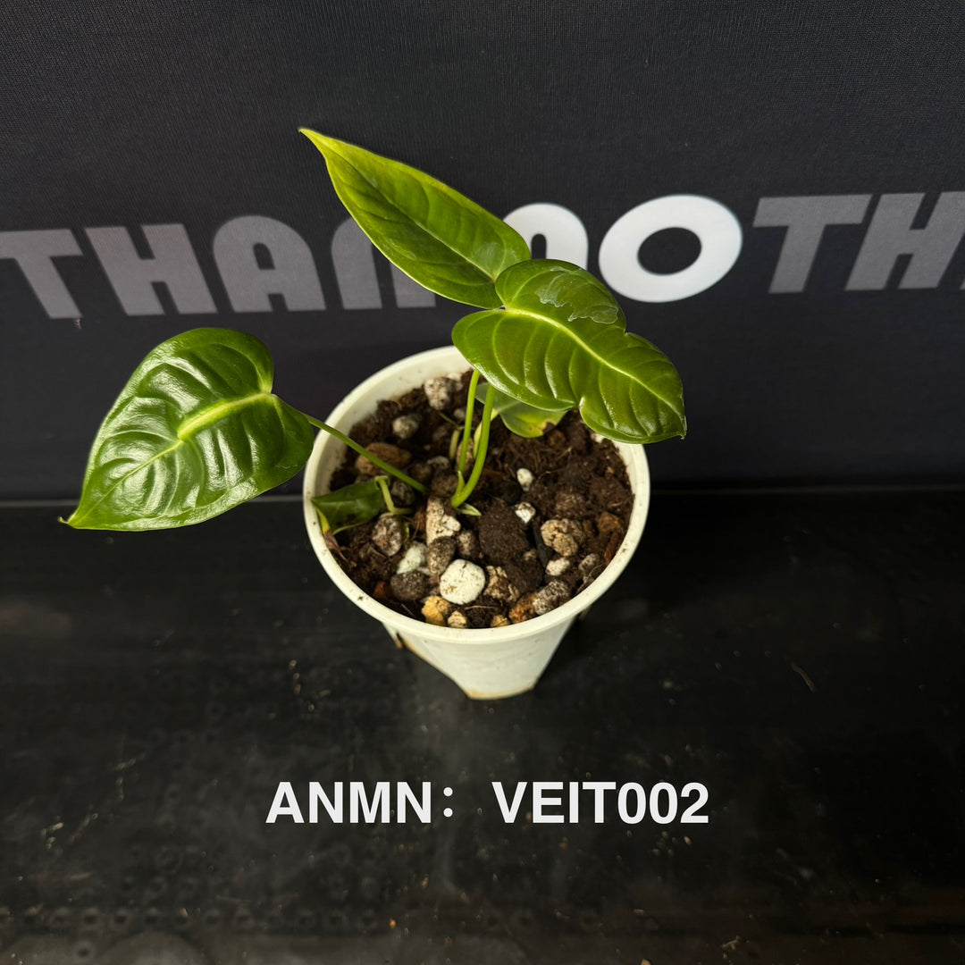 Anthurium Collection for Beginners【花烛入门合集】[ANBG]