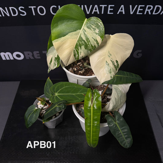 [40%off]Aroid Plants Gift Bundle for Beginners 【天南星科植物新手礼包】