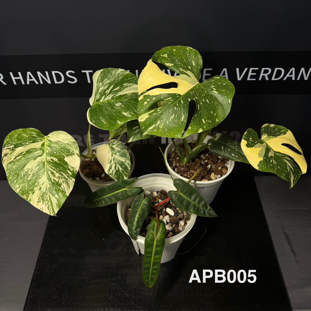 [40%off]Aroid Plants Gift Bundle for Beginners 【天南星科植物新手礼包】