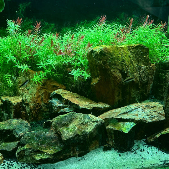 [MONO] Planted Aquarium ’敦煌‘ 【Limited】（Toronto Local Only）