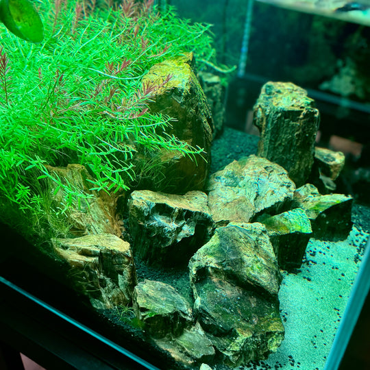[MONO] Planted Aquarium ’敦煌‘ 【Limited】（Toronto Local Only）