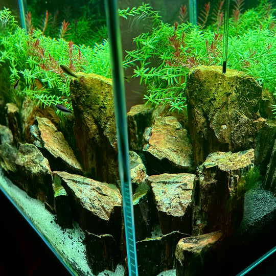[MONO] Planted Aquarium ’敦煌‘ 【Limited】（Toronto Local Only）