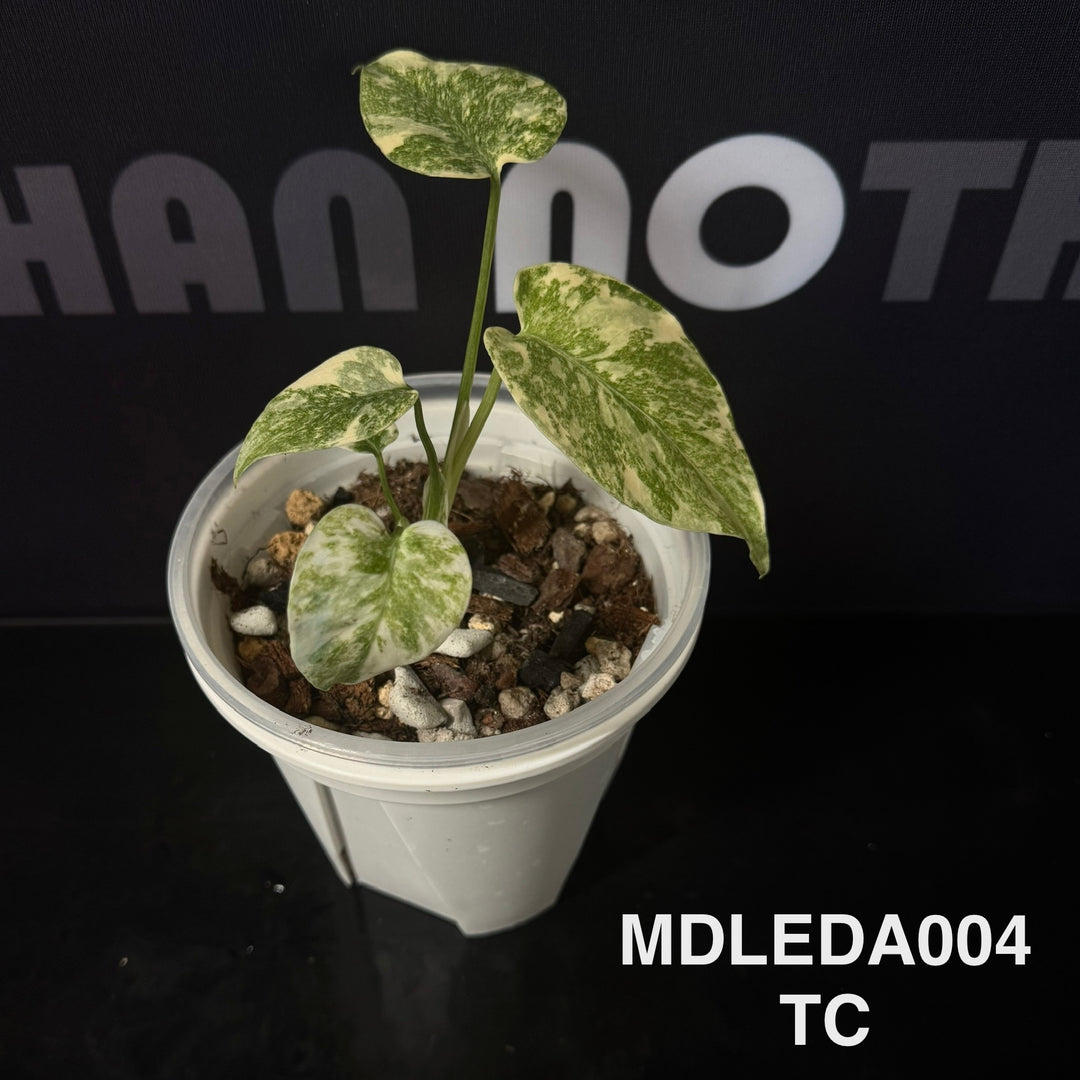 Monstera Deliciosa 【Legacy】【遗迹】[MDLEGA]
