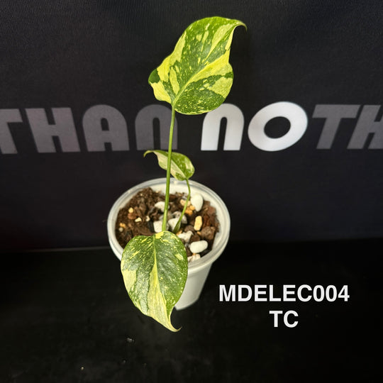 Monstera Deliciosa 【Electrolyte Series】【灯泡/电光系列】[MDELEC]