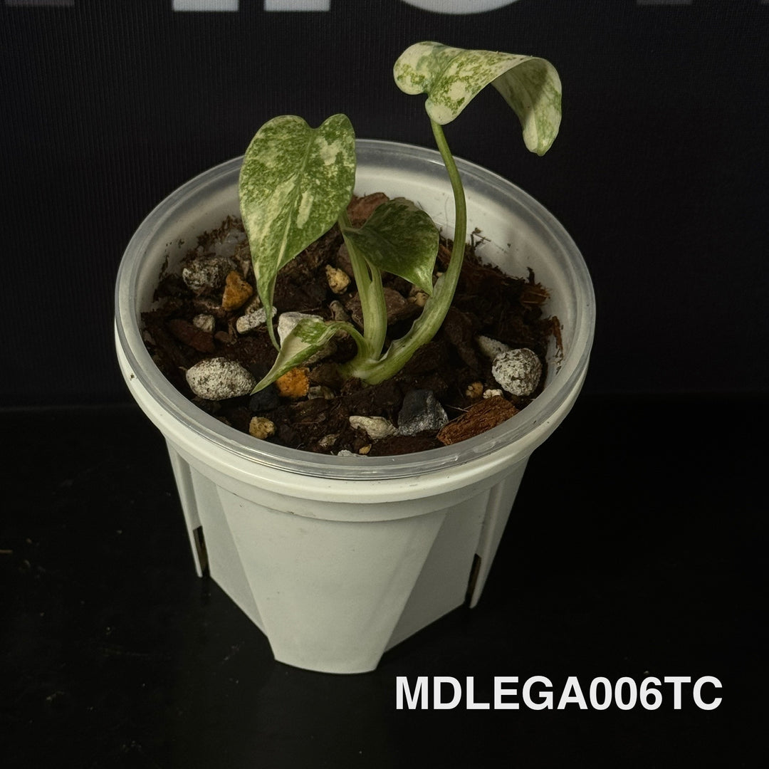 Monstera Deliciosa 【Legacy】【遗迹】[MDLEGA]