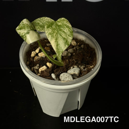 Monstera Deliciosa 【Legacy】【遗迹】[MDLEGA]