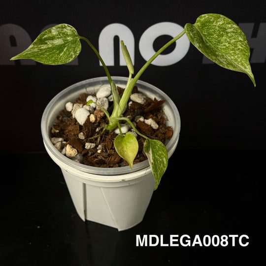 Monstera Deliciosa 【Legacy】【遗迹】[MDLEGA]