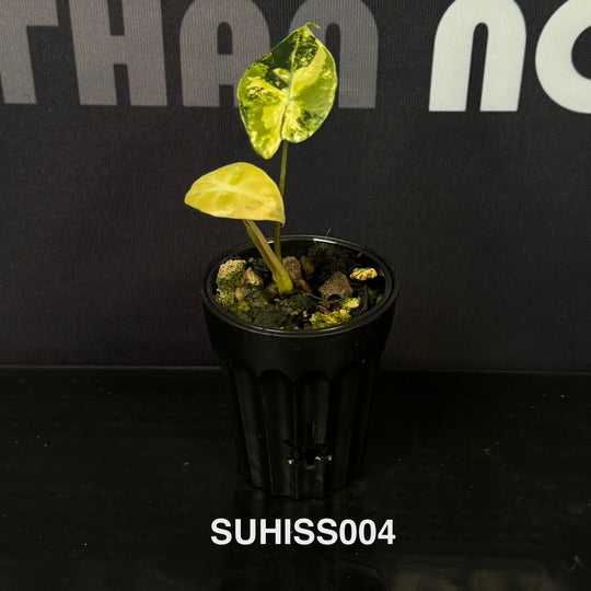 Alocasia【Suhirmaniana】Series【紫玉风铃系列】[SUHISS]