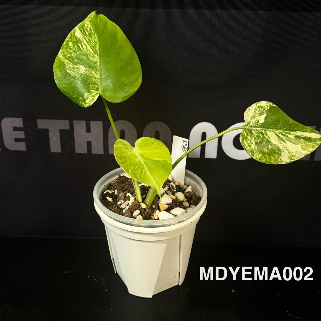 Monstera Deliciosa【Yellow Marilyn】【玛丽莲】[MDYEMA]