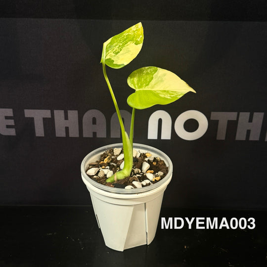 Monstera Deliciosa【Yellow Marilyn】【玛丽莲】[MDYEMA]