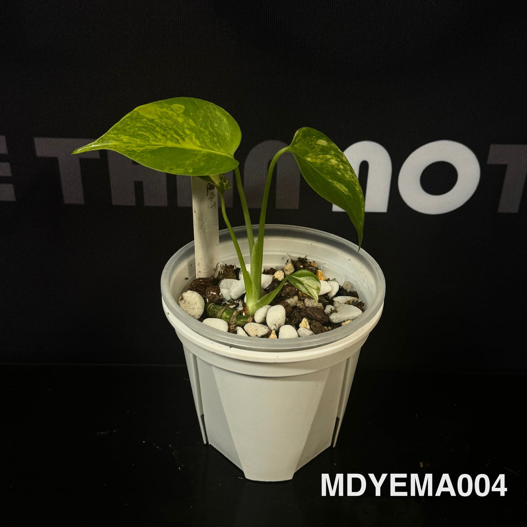 Monstera Deliciosa【Yellow Marilyn】【玛丽莲】[MDYEMA]