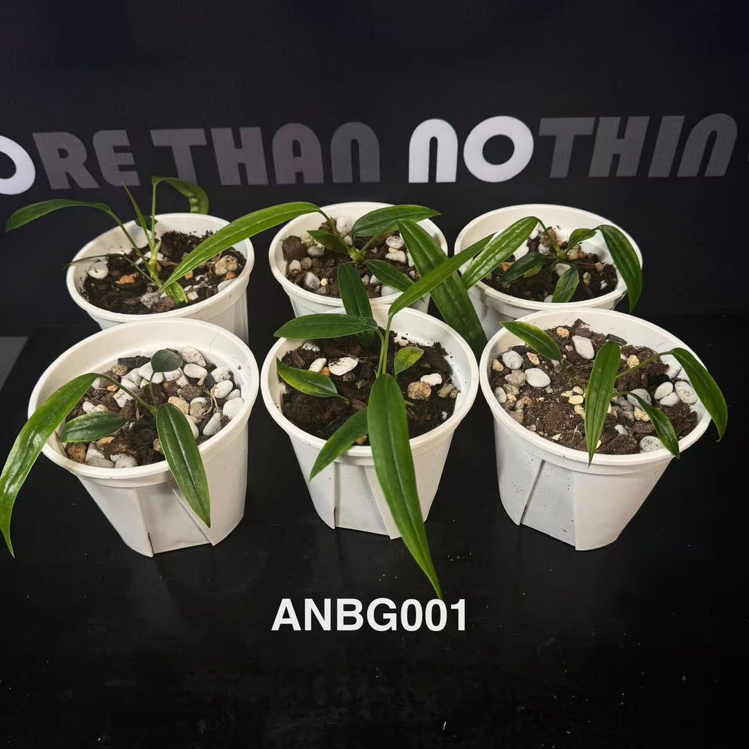 Anthurium Collection for Beginners【花烛入门合集】[ANBG]