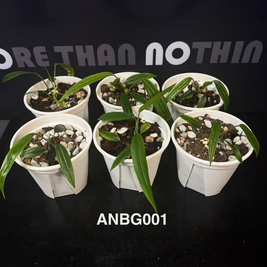 Anthurium Collection for Beginners【花烛入门合集】[ANBG]