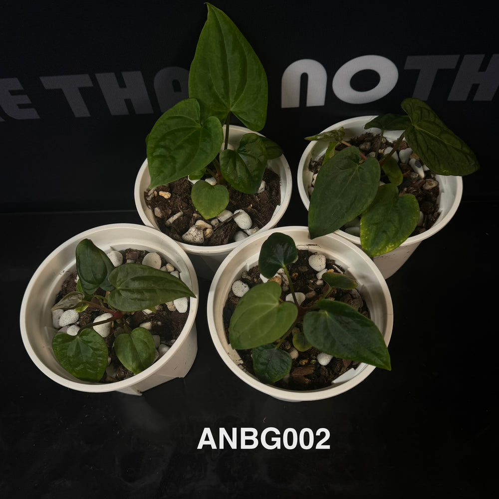 Anthurium Collection for Beginners【花烛入门合集】[ANBG]