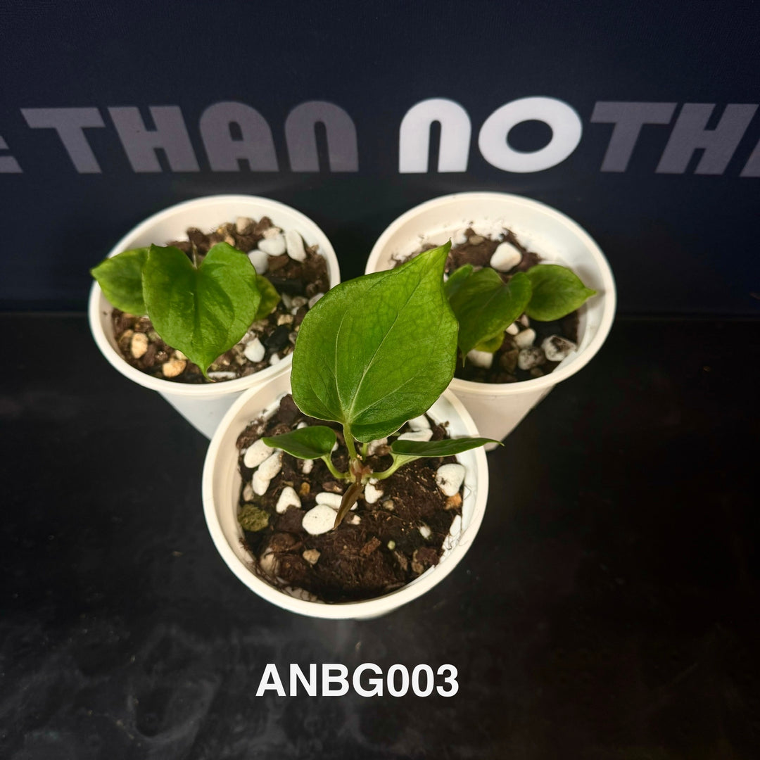 Anthurium Collection for Beginners【花烛入门合集】[ANBG]