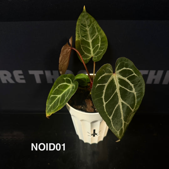 Anthurium Collection for Beginners【花烛入门合集】[ANBG]