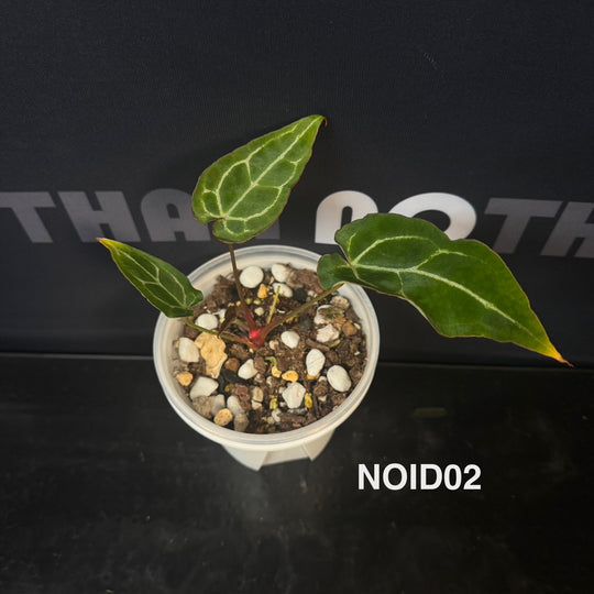 Anthurium Collection for Beginners【花烛入门合集】[ANBG]