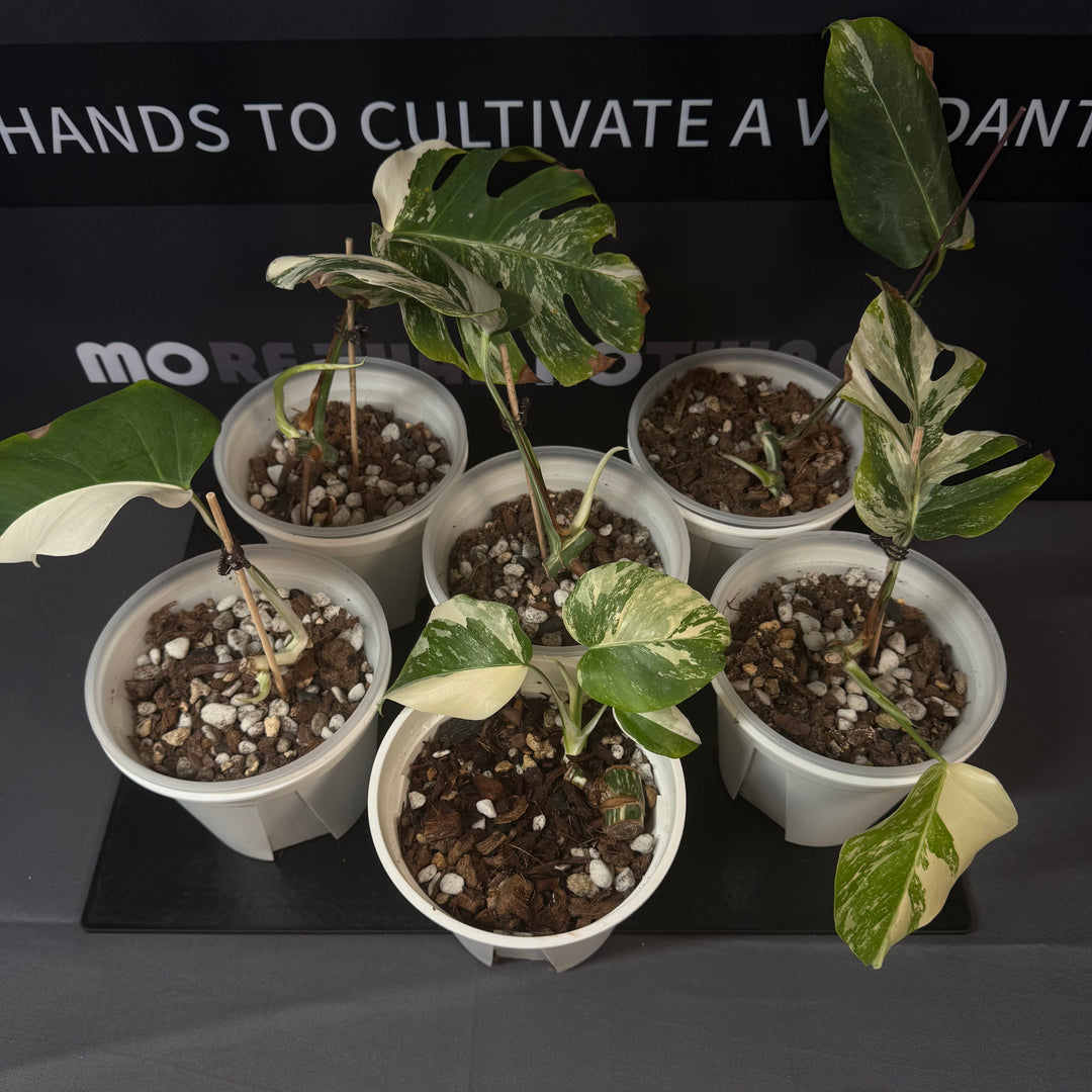 Monstera Borsigiana Albo Var.【长茎白】[MBAB]