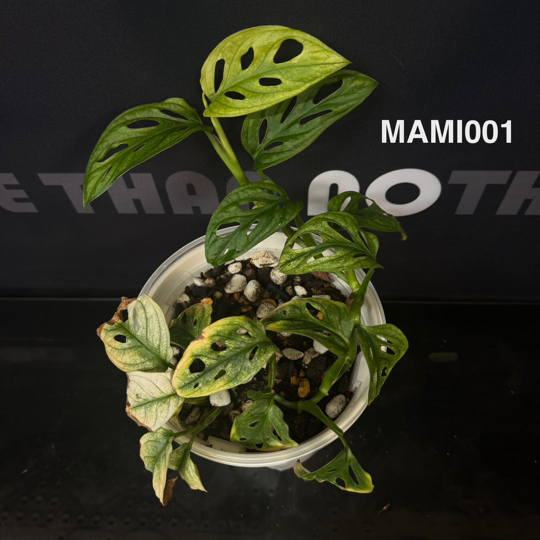 Monstera Adansonii Series【仙洞龟背竹系列】[MA]