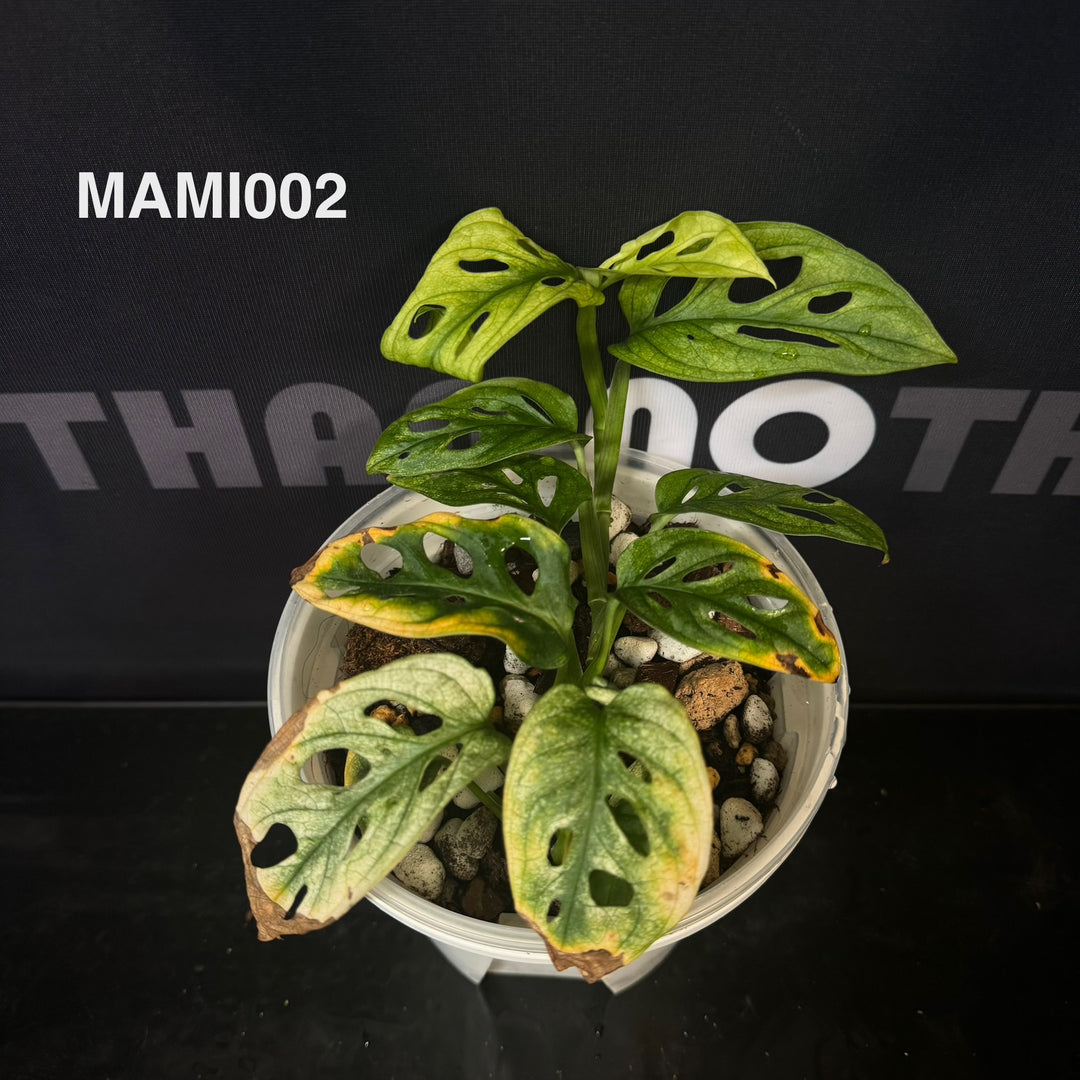Monstera Adansonii Series【仙洞龟背竹系列】[MA]