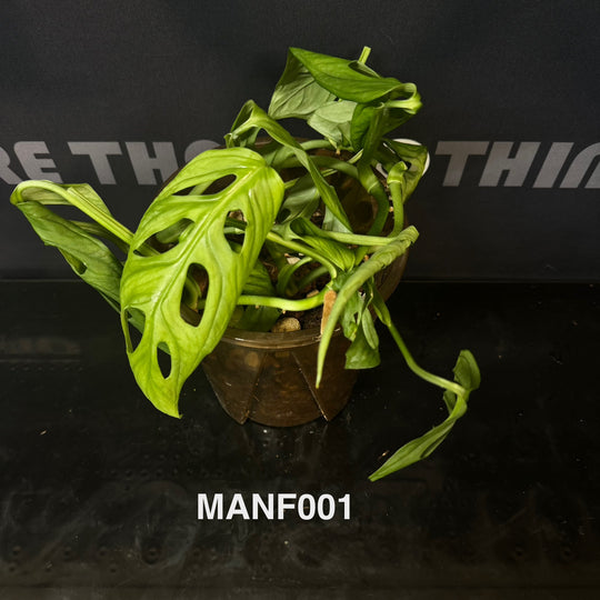 Monstera Adansonii Series【仙洞龟背竹系列】[MA]
