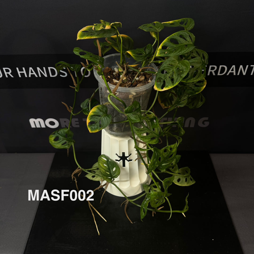 Monstera Adansonii Series【仙洞龟背竹系列】[MA]