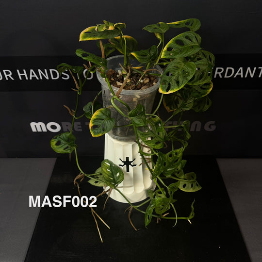 Monstera Adansonii Series【仙洞龟背竹系列】[MA]
