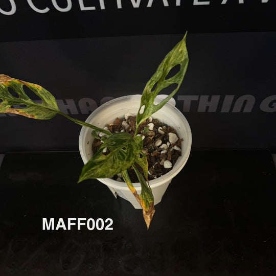 Monstera Adansonii Series【仙洞龟背竹系列】[MA]