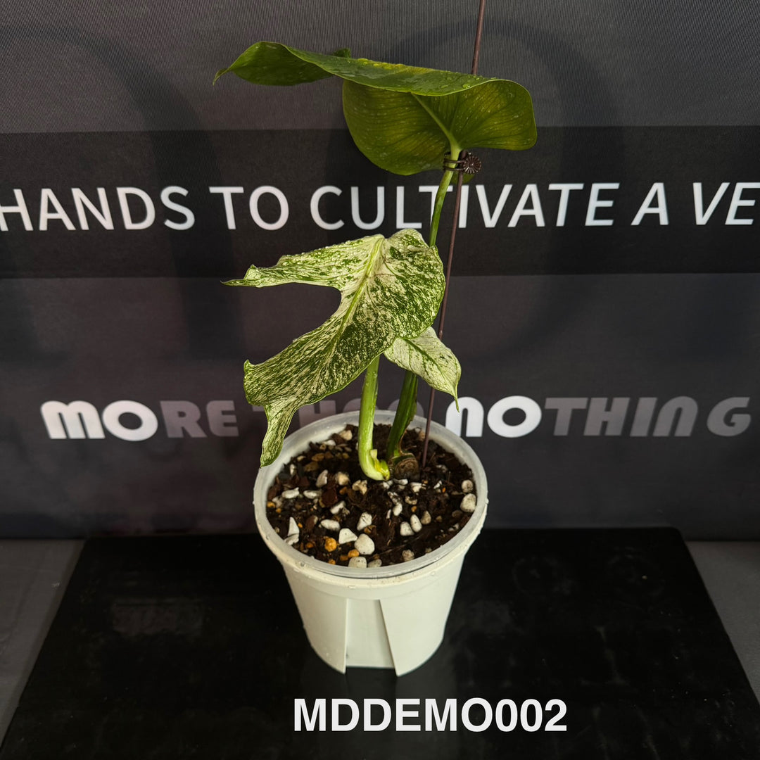 Monstera Deliciosa【Devil Monster】【薄荷芯片】[MDDEMO]
