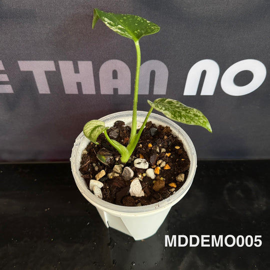 Monstera Deliciosa【Devil Monster】【薄荷芯片】[MDDEMO]