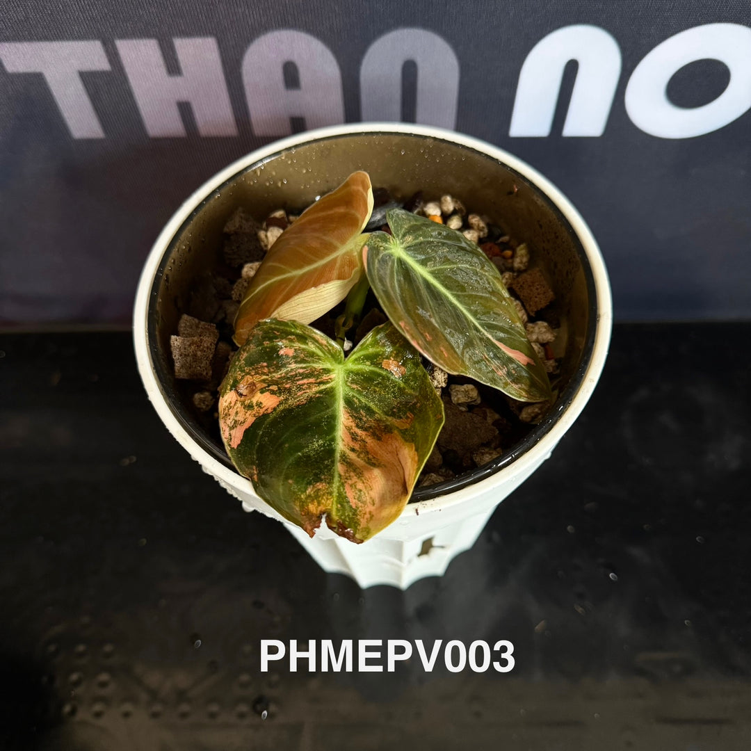 Philodendron Melanochrysum 'Pink'【粉锦黑金蔓绿绒】[PHMEPV]